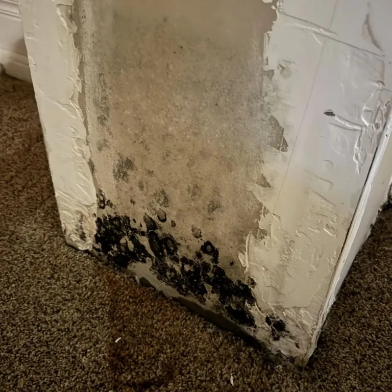 Professional Mold Removal in Lavon, TX